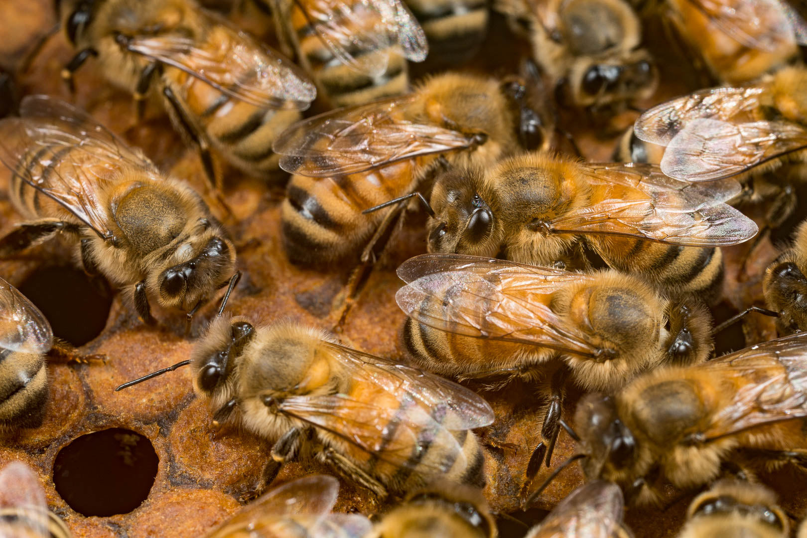 Organic honey