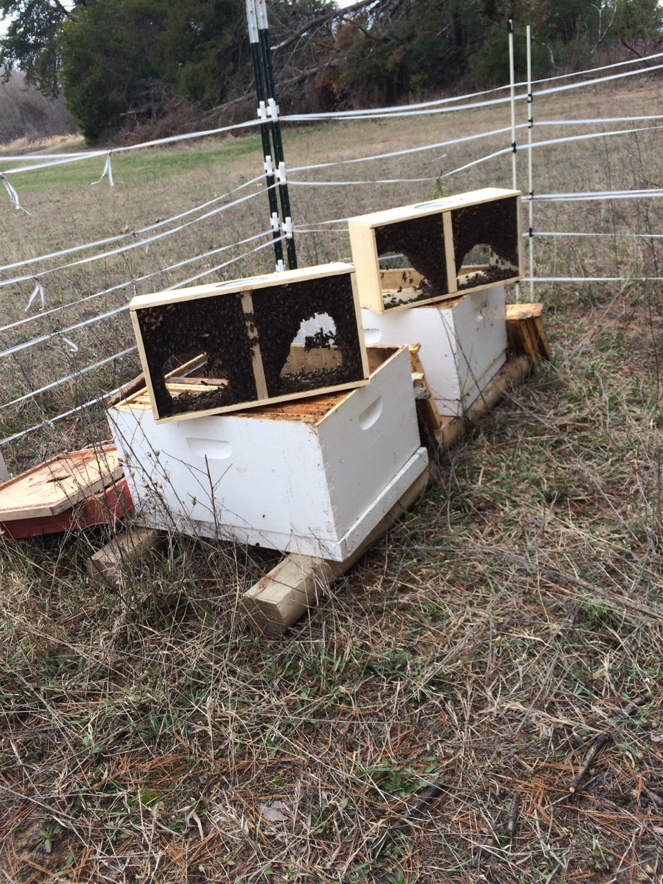 The Sustainability of our Honeybees - Part Three
