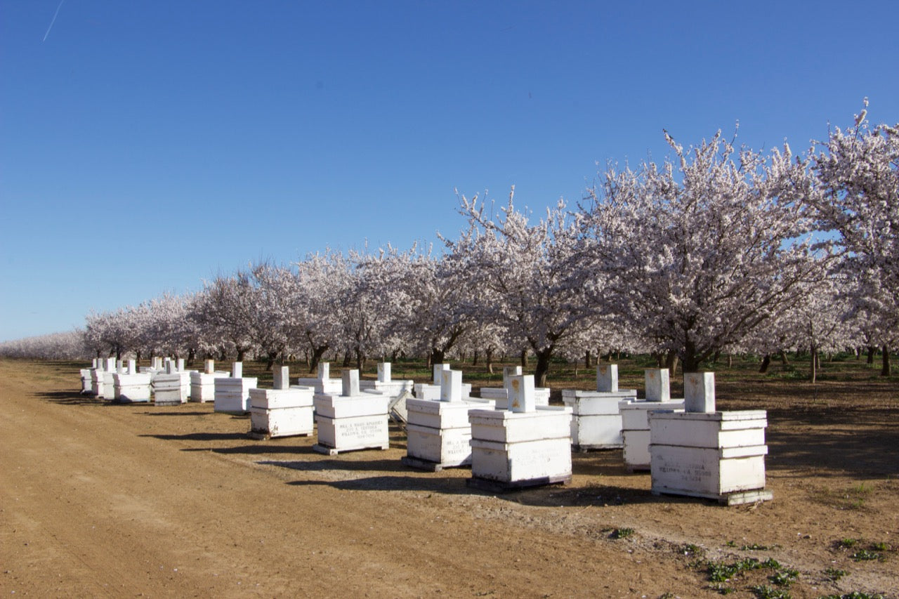 The Greatest Honeybee Migration in the World.