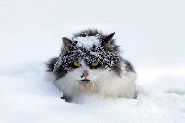 Frostbitten cat